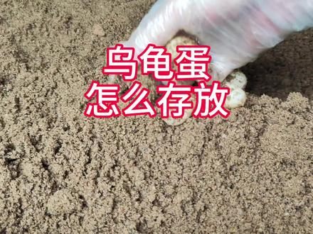 发现乌龟产蛋了,如何临时存放乌龟蛋不会坏?用河沙子孵化乌龟蛋 #乌龟蛋孵化 #乌龟蛋视频 #乌龟蛋 #草龟蛋孵化 #草龟蛋 #养龟 #养龟人 #龟蛋孵化