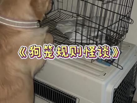 狗笼规则怪谈#金毛 #规则怪谈 #规则怪谈真狗版 #养狗分享 #萌宠出道计划