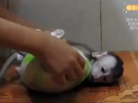 粘性极强的膏药猴,怎么甩都甩不掉,吱吱大叫让人崩溃。 #小猴子 #膏药猴 #解压 #手提包