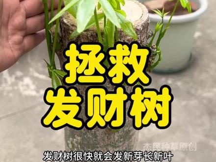 垃圾桶旁捡到别人丢掉的发财树,看我如何救活它#发财树 #发财树养护