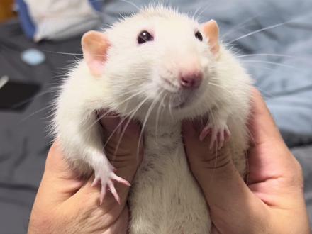 如何一秒钟惹怒一只老鼠#花枝鼠