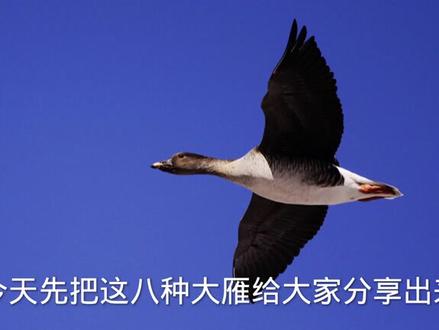 大雁种类识别辨认方法: