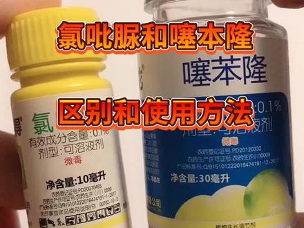 再发一遍,加了文字哦#抖音小助手 #阳光玫瑰葡萄种植 #葡萄种植户