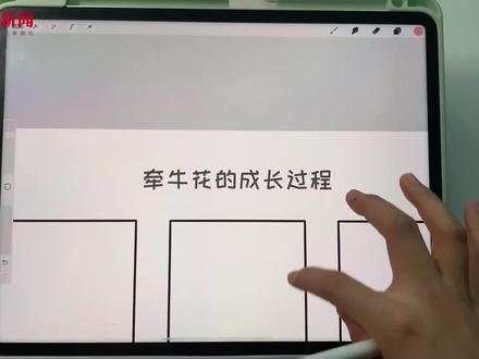 顶端校园观察日记大赛|教你画超萌牵牛花