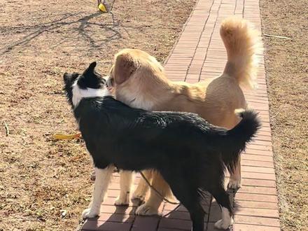 看边牧有多狗,同时捡东西发现金毛跑快了它就趴下不动了 只能着抢过来。金毛被玩的团团转🥲
#边牧金毛打架