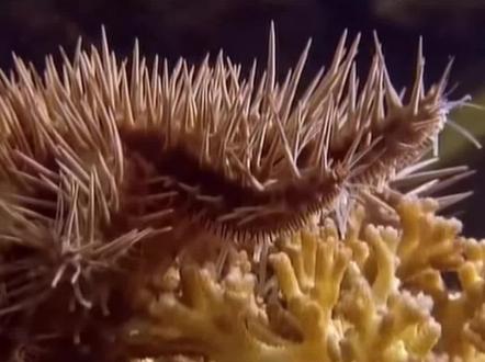 自然界中所有的动物都要分饰两角,猎手和猎物#动物世界 #野生动物零距离 #神奇动物在抖音 #海洋生物 #奇妙的动物