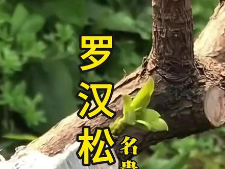罗汉松怎么样嫁接#知识分享 #别墅庭院植物 #造型教程 #基地直发