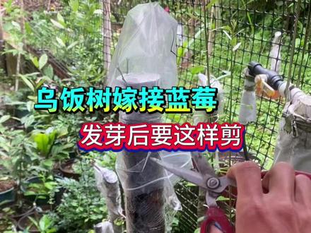 乌饭树嫁接蓝莓,发芽后要这样操作 乌饭树嫁接蓝莓,发芽后要这样操作#蓝莓嫁接 #乌饭树 #种植小技巧 #嫁接技术