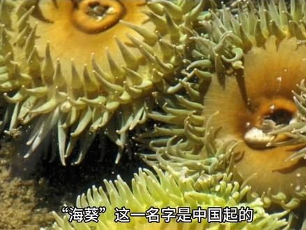 台风“海葵”名字的由来#动物科普 #普及知识 #探索