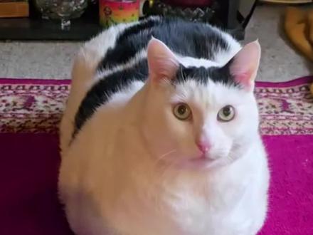 乖巧huh猫 #huh猫表情包 #奶牛猫 #猫咪