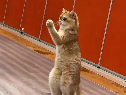 今天是本喵是教学喵~
#拉丁舞 #猫咪的日常 #猫咪教学 #随变ai随便玩