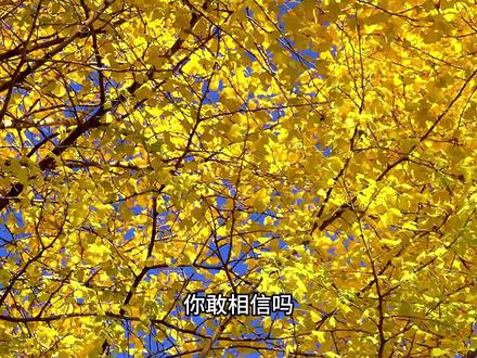 满大街的银杏树为什么还是濒危物种 #科普 #冷知识 #知识就是力量
