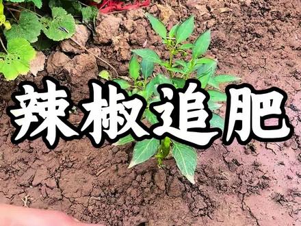 辣椒如何追肥#农业#农业种植#三农#三农种植#辣椒种植