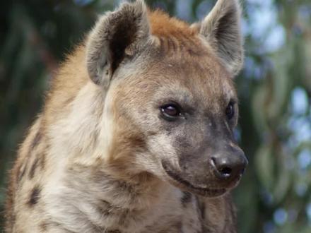 斑鬣狗为什么雌雄难辨? #冷知识 #斑鬣狗