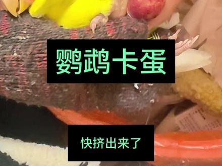 牡丹鹦鹉卡蛋、挤蛋排出