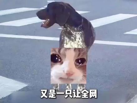 满石家庄街头寻找大众id6,因为那是它妈妈的车 #狗狗的情感超乎我们的想象