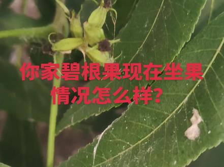 你家碧根果现在坐果情况怎么样?#张阁碧根果园 #碧根果种植技术 #碧根果 #返乡创业种植碧根果