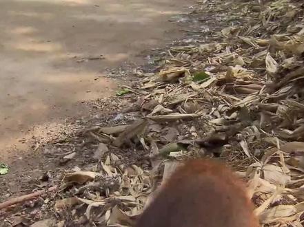 #新农人计划2022麝鼠除了能产麝香,它的皮毛竟也如此厉害!青根貂果然名不虚传!#万物皆有灵性 #动物世界 #神奇动物在抖音 #养殖技术 #科普 #三农 #麝香 #大作用