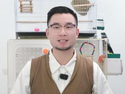 虎皮教说话,保姆级教程。#鹦鹉 #萌宠出道计划 #鹦鹉日常