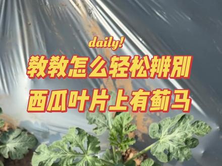 教一个比较轻松就能看出西瓜叶片上有蓟马危害的小方法#西瓜种植 #西瓜种植技术 #西瓜种植基地
