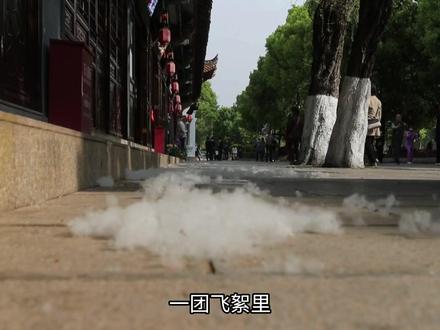 为什么一到春天杨柳絮就满天飞?城市绿化又为什么要种它呢? #植物 #柳絮 #科普 #青年创作者成长计划