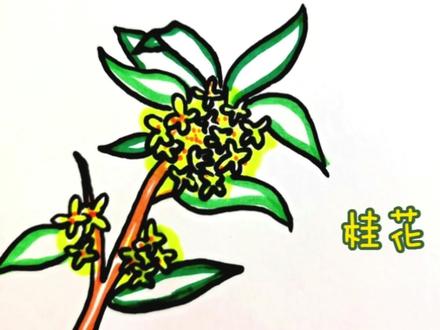 桂花——每天一个简笔画,宝宝轻松会画画! #简笔画 #花 #简笔画教程 #儿童简笔画 #育儿