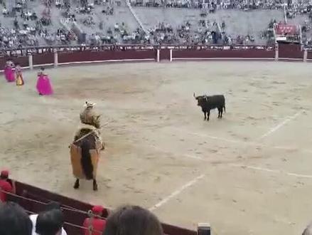 斗牛表演中披甲骑士长矛头刺扎牛背颈部,使其血管刺破,进行放血,同时为主斗牛士开一个下剑的通道