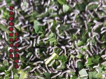 蚕宝宝进入二龄期了,今天是分座和除沙的准备工作#小杨的养蚕日记 #种桑养蚕 #抖音助农 #乡村致富带头人