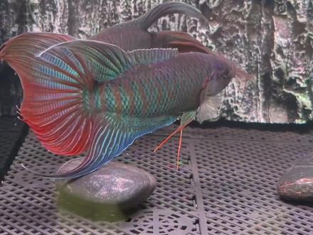 我国最美原生鱼
菩萨鱼
无需打氧可活
#菩萨鱼