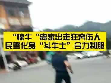 “惊牛”离家出走狂奔伤人 民警化身“斗牛士”合力制服!