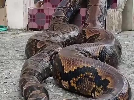 这些动物你兄弟能打得过吗#野生动物 #科普 #动物世界