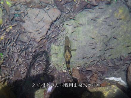 斑鳜和木叶鳜哪个更适合低温山泉水养?3个月等待,今天看下最后结果 #养鱼日记 #三农 #我的乡村生活 #鳜鱼