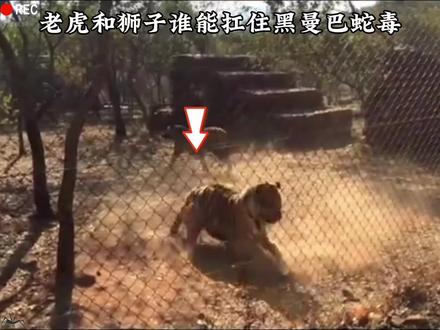 狮子被黑曼巴咬伤眼球爆裂#神奇动物在抖音 #野生动物零距离