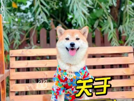 关于母柴犬,你们不知道的秘密㊙️#柴犬 #柴犬表情包