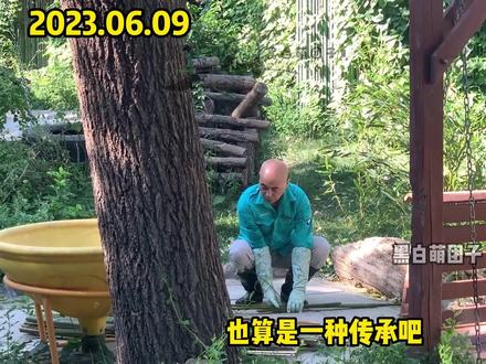 06.09给大家介绍一位北京动物园大熊猫馆饲养员“光头奶爸”,曾是吉妮的主管饲养员。光头奶爸比较低调,现在照顾吉妮的外孙女白天,也算一种传承吧#大熊猫白天是懂养生的 #国宝大熊猫 #北京动物园