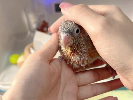 500多买的小太阳到家第四天啦
#小太阳鹦鹉 #凤梨鹦鹉