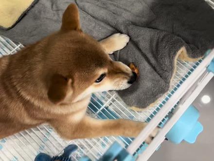 #创作灵感 就这样的狗怎么养它~根本就养不熟#养不熟的白眼狼 #柴犬