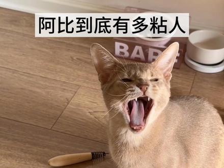 阿比到底有多粘人!#阿比西尼亚猫 #养猫日记 #萌宠日常#宠物出道计划