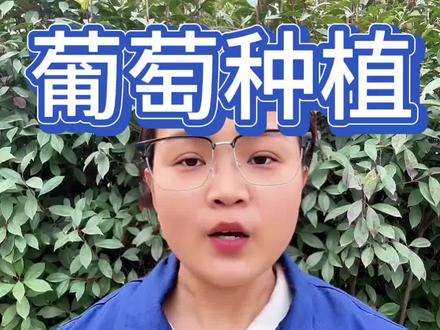 葡萄扦插四步走,出芽快成活率高#葡萄#葡萄种植#葡萄管理#葡萄高产#葡萄扦插