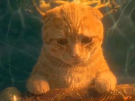 《功夫耄耋》你想变成什么样子,全看你自己 #功夫熊猫 #猫meme #哈基米 #cheems #干嘛猫 @DOU+小助手