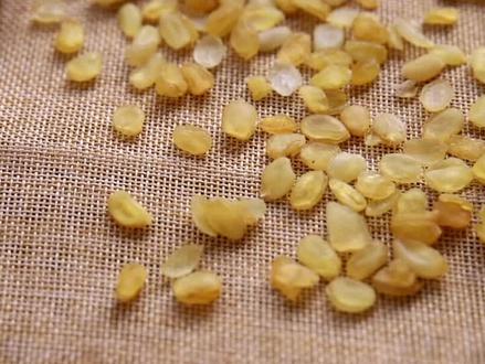 皂角米的价值来自哪些要素?#你好2022 #皂角米 #皂角米桃胶雪燕 #养颜养生