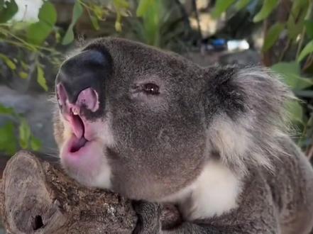 带你认识30种动物的叫声,最后一个肯定没人喜欢听! #野生动物零距离 #动物科普 #动物叫声