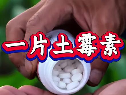 一片土霉素玉米高产挡不住。#玉米种植 #玉米高产 #农业种植 #农业 #三农种植