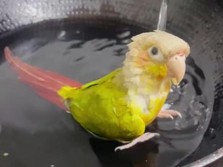 就算你把鹦鹉放锅里炖了,它也不会告诉你的秘密#鹦鹉小白 #鹦鹉日常 #鹦鹉 #养鸟经验分享 #牡丹鹦鹉