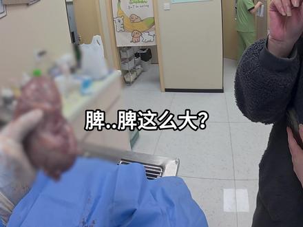 欢迎收看西安兽医修猫修狗的一天 #兽医 #动物医生 #修猫修狗 #活宝一枚