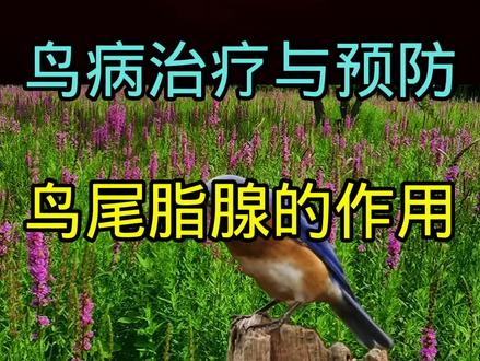 #鸟病治疗与预防#鸟尾脂腺的作用