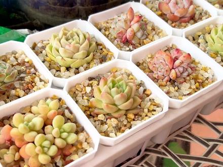 水晶砂可以铺面可以拌土,铺面好看但透气性稍差,不过干燥多风地区还是可以用的,为了多肉颜值可以妥协下#多肉 #水晶砂