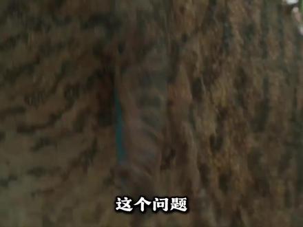 恐龙短小前肢到底是用来干什么的#猎奇知识 #恐龙