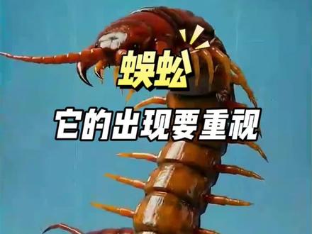半夜起床上厕所,突然被墙角那飞速移动的黑影吓得一激灵,还有很多腿,这玩意儿就是蜈蚣!蜈蚣是肉食性昆虫,有体内还含有剧毒,它出现在家里的时候就是家里的角落里有了很多昆虫,蟑螂、蚂蚁、衣鱼虫......,蜈蚣出现在家里都会往阴暗的角落里躲藏,甚至会躲在衣柜里吓一跳,碰到了还会被它咬一口,蜈蚣的视力很差,不会主动咬人,但见到蜈蚣不要一脚踩上去,一不小心可能被它咬伤,会引起剧痛,甚至引发恶心、呕吐、发冷等症状,看到蜈蚣及时消杀家里的虫子,把杀虫剂喷洒在家里所有的阴暗死角。直接消杀多种虫害
#蜈蚣 #蜈蚣咬伤 #蜈蚣出现在家里 #蜈蚣怎么可以驱除 #蜈蚣怎么防治