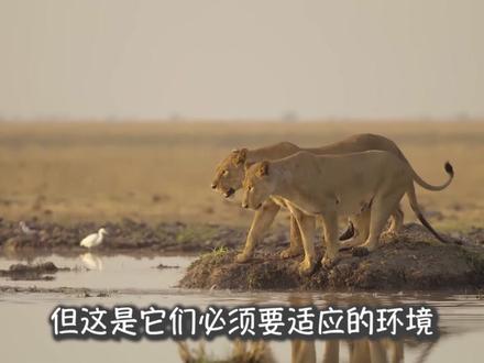 幼狮的泪 它的妈妈为了捕猎水牛重伤致死,伤心的泪挂上眼角!#动物世界 #野生动物零距离 #动物情感 #幼狮